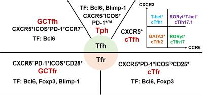 T follicular helper cells and T follicular regulatory cells in autoimmune diseases